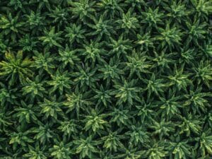 Hochtechnologischer Anbau von medizinischem Cannabis